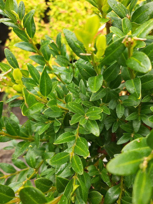 Common Boxwood