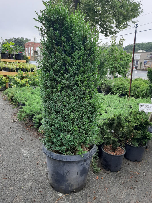 Common Boxwood Cylinder