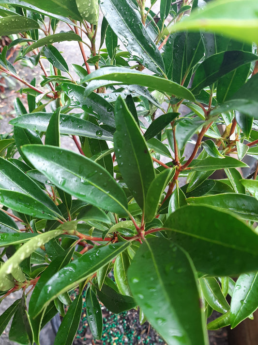 Kaleidoscope Mountain Laurel