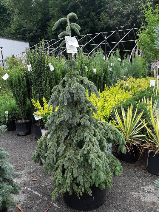 Weeping White Spruce