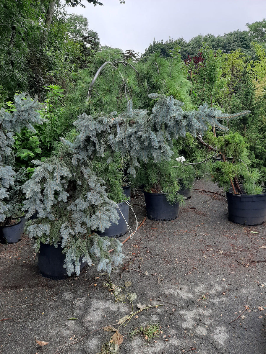 Weeping Colororado Blue Spruce