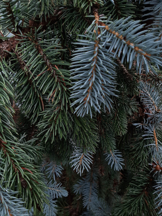 Weeping Colororado Blue Spruce