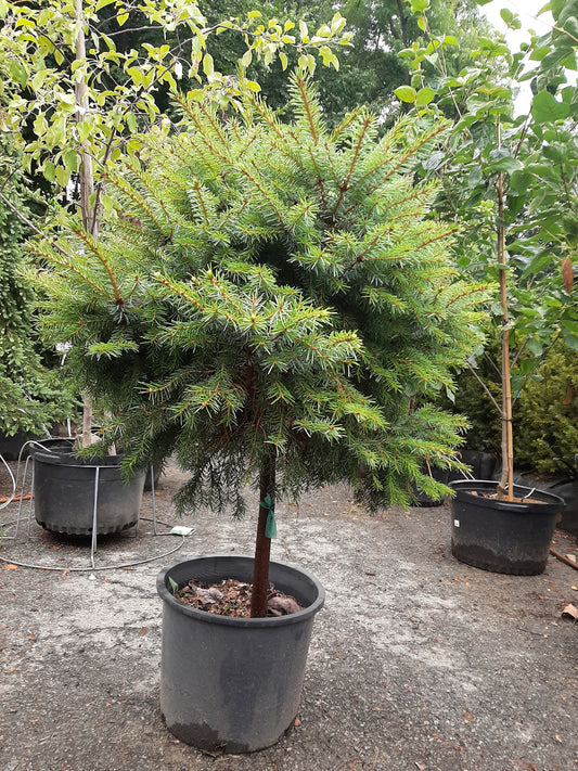 Serbian Spruce Standard