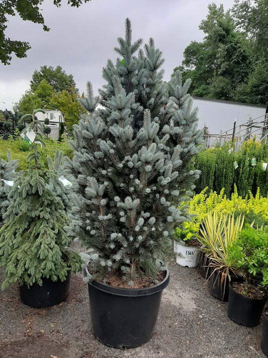 Upright Colorado Blue Spruce