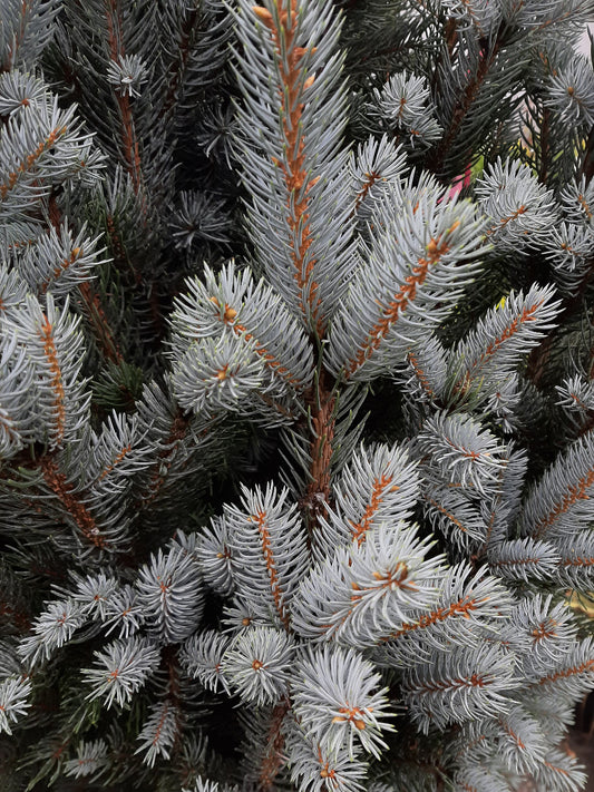 Upright Colorado Blue Spruce