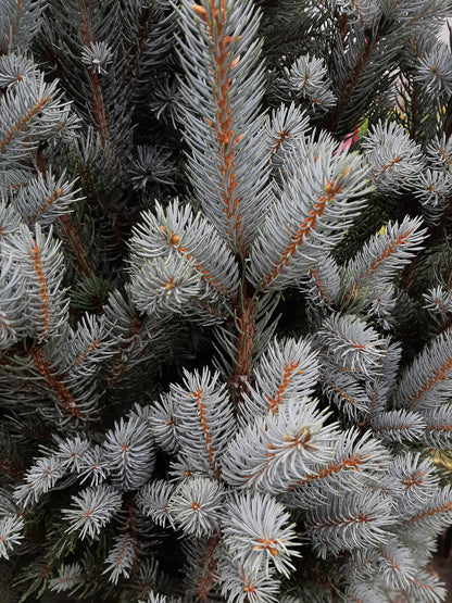 Upright Colorado Spruce