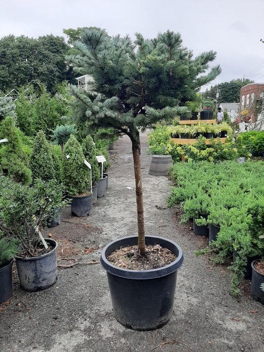 Colorado Blue Spruce Globe Standard