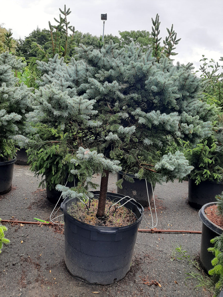 Colorado Blue Spruce Globe Standard