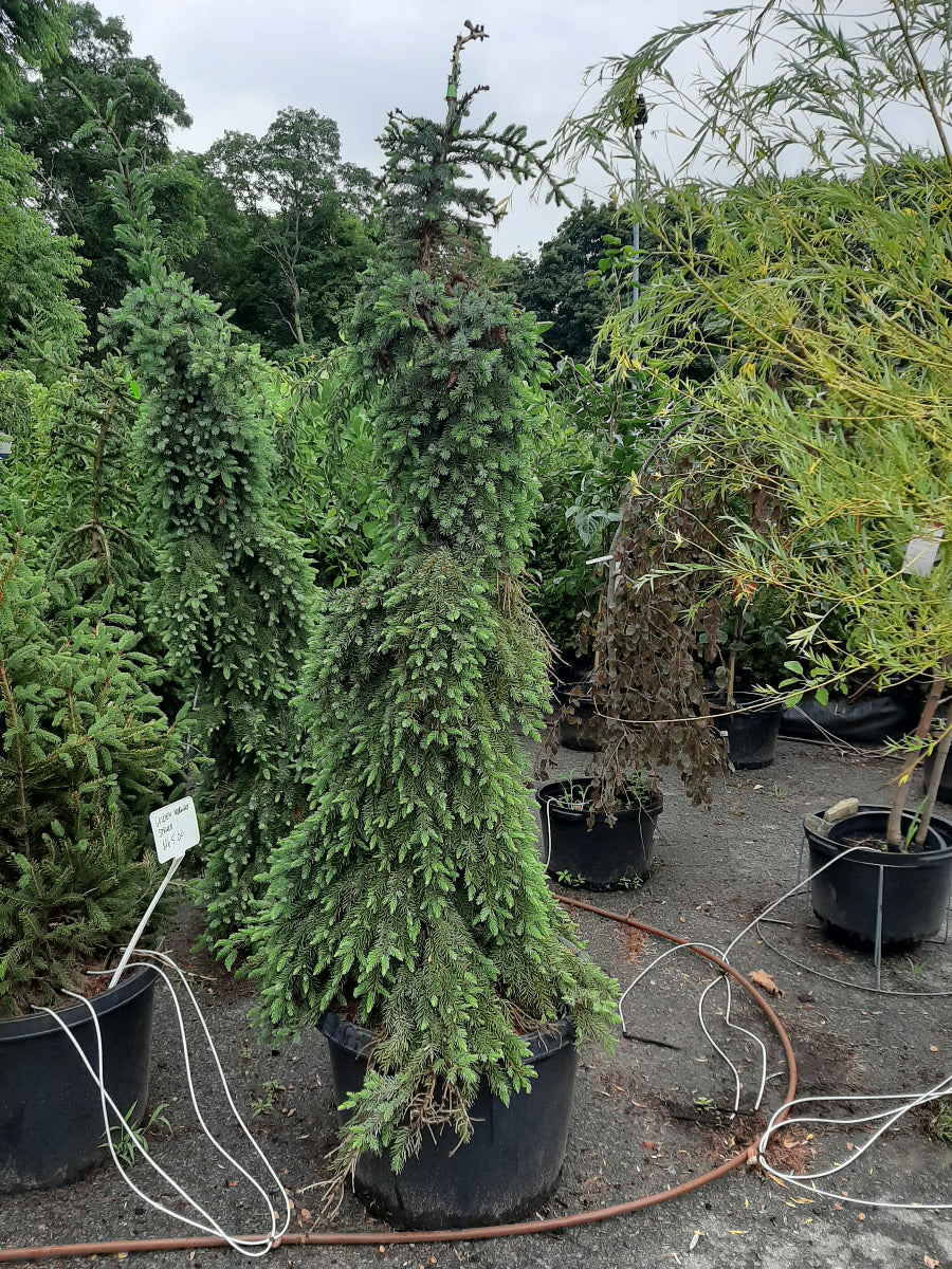 Bruns Weeping Serbian Spruce