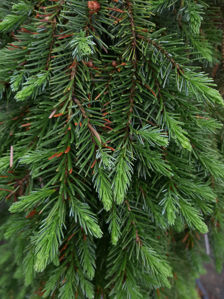 Bruns Weeping Serbian Spruce