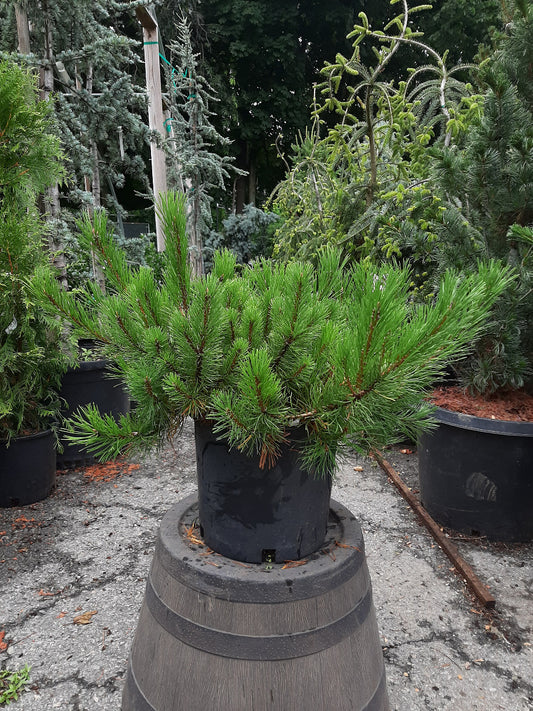 Dwarf Mugo Pine