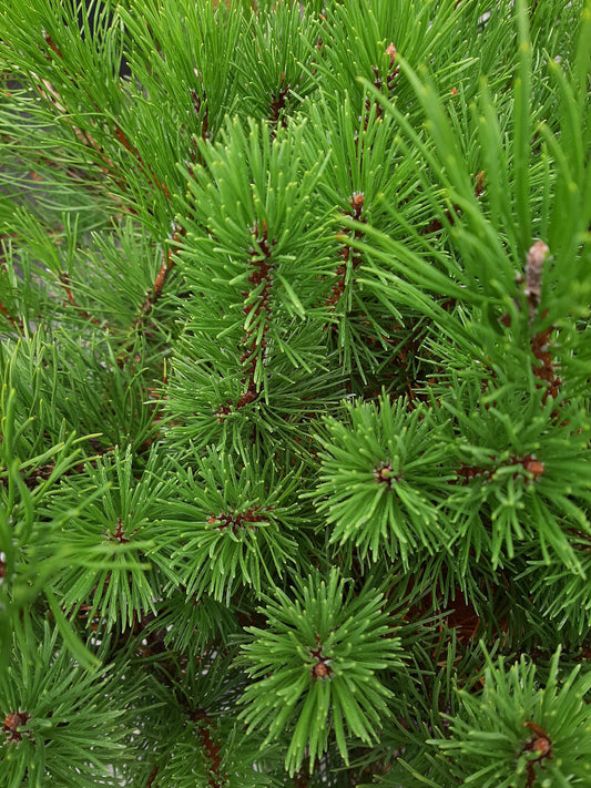 Dwarf Mugo Pine Standard