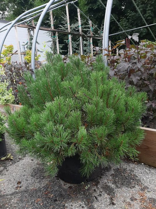 Dwarf Mugo Pine