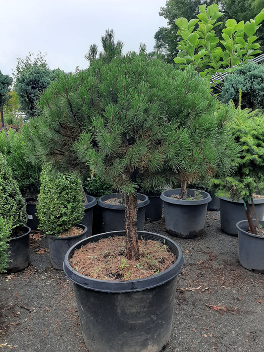 Dwarf Mugo Pine Standard