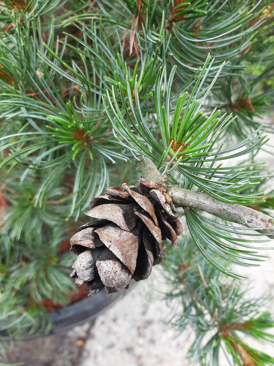 Japanese White Pine