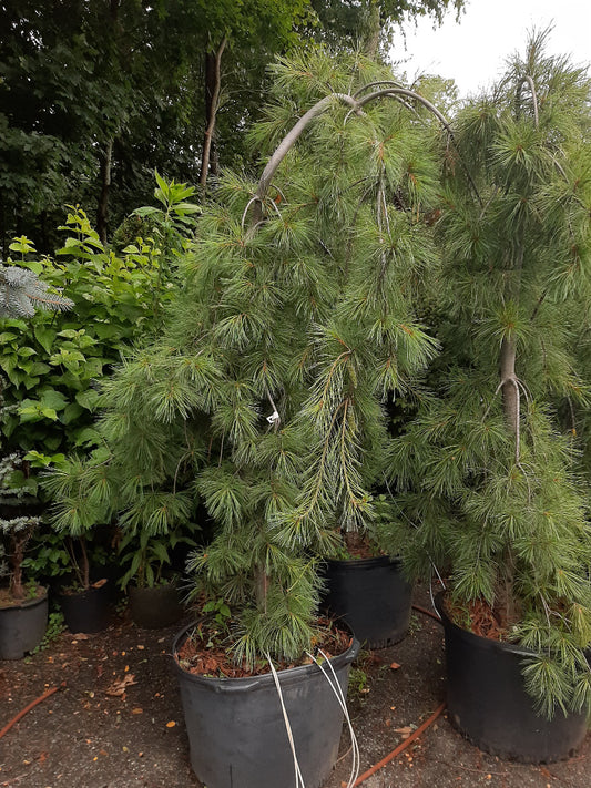 Weeping White Pine