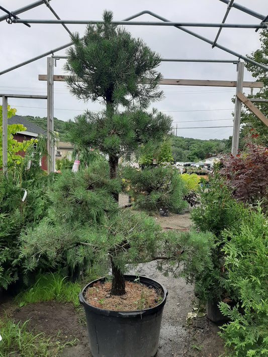 Scotch Pine Topiary