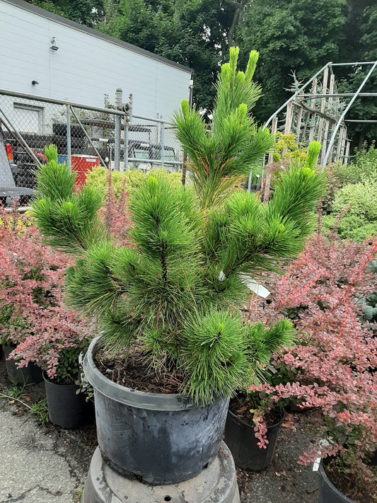 Thunderhead Pine