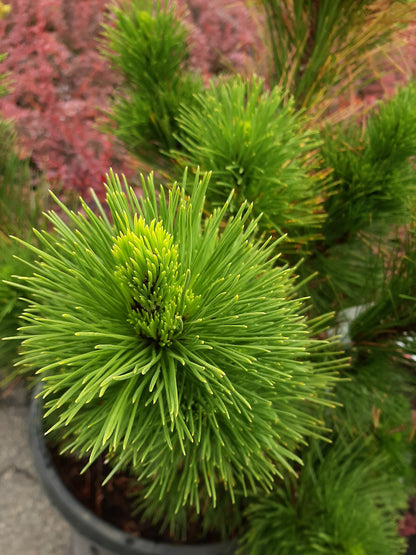 Thunderhead Pine