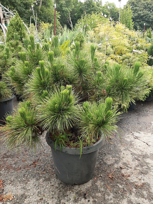 Thunderhead Pine