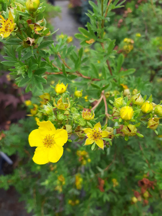 Gold Finger Potentilla