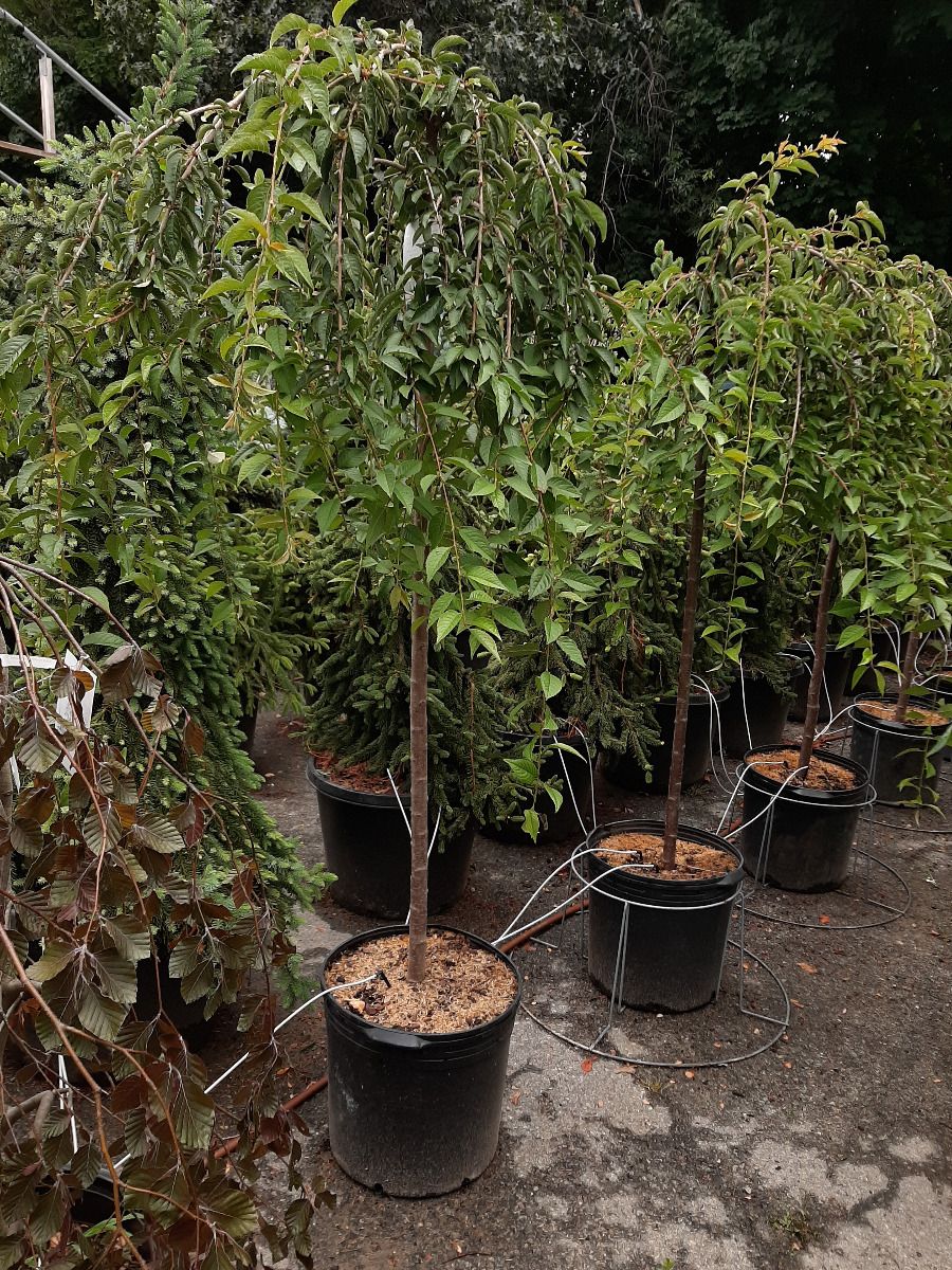 Snow Fountain Cherry