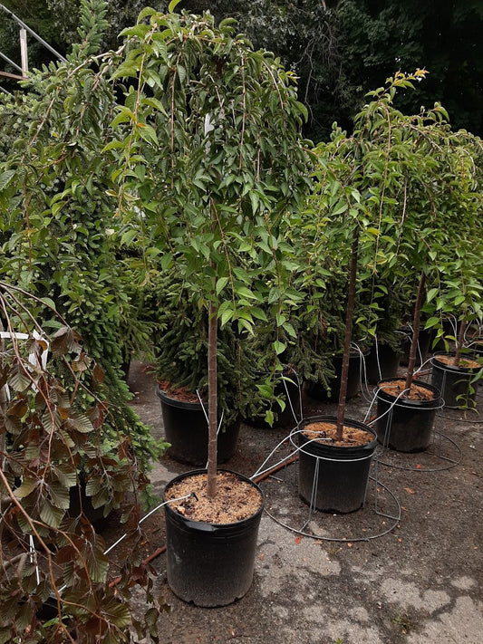 Snow Fountain Cherry