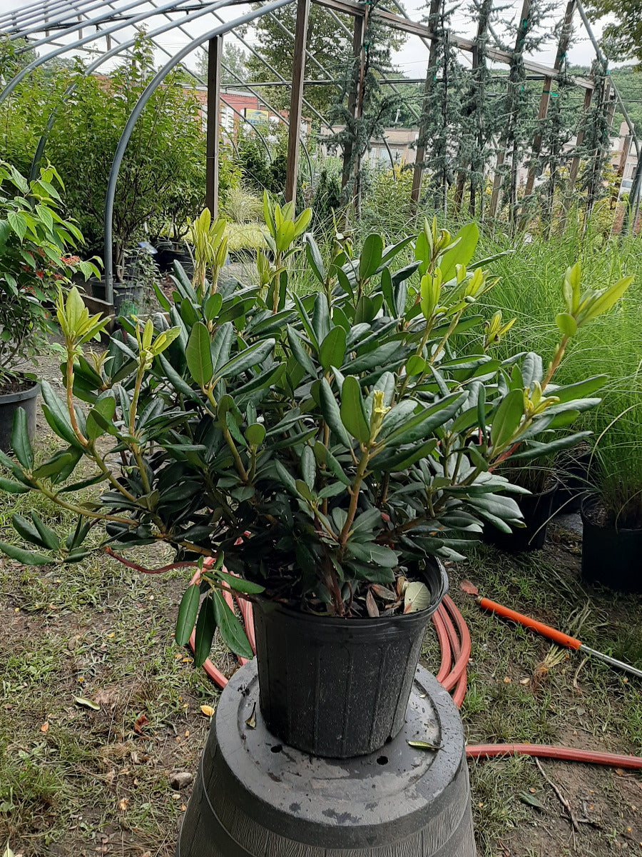 English Roseum Rhododendron