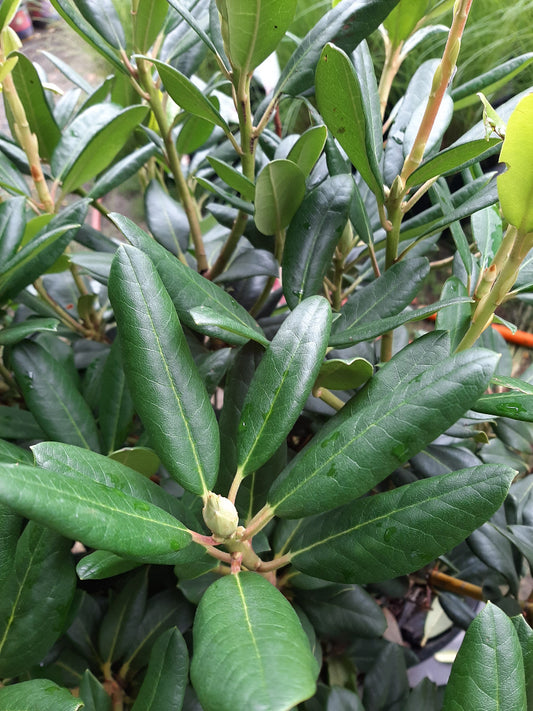 English Roseum Rhododendron