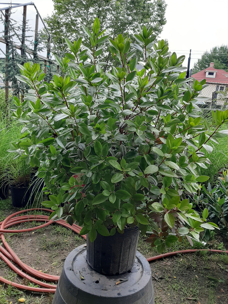 PJM Elite Rhododendron