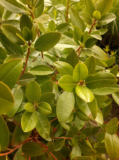 PJM Elite Rhododendron