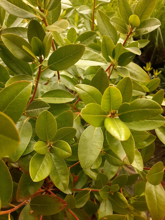 PJM Elite Rhododendron