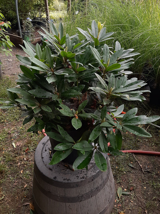 Chinoides Rhododendron