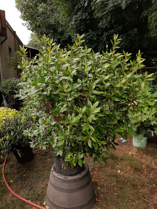 Landmark Rhododendron