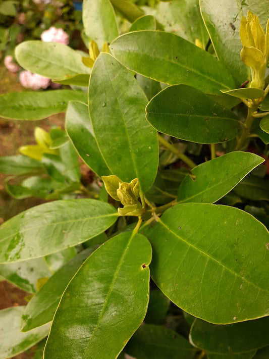 Minnetonka Rhododendron