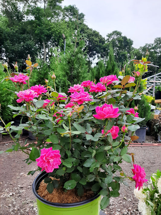 Pink Double Knock Out Rose