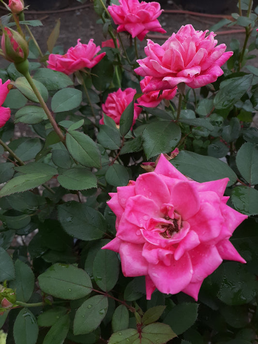 Pink Double Knock Out Rose Tree