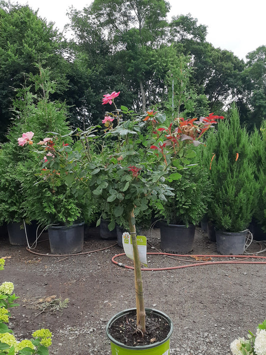 Pink Double Knock Out Rose Tree