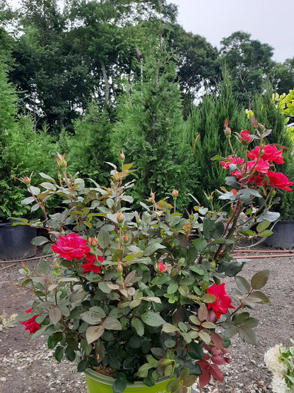 Double Knock Out Rose