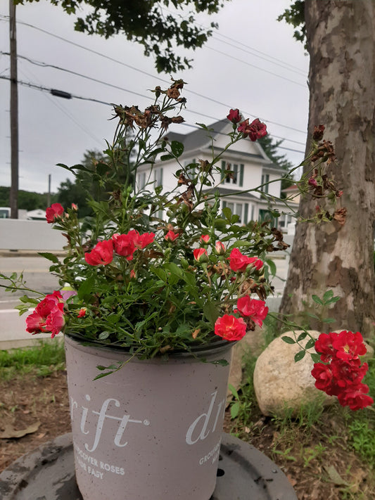 Red Drift Rose