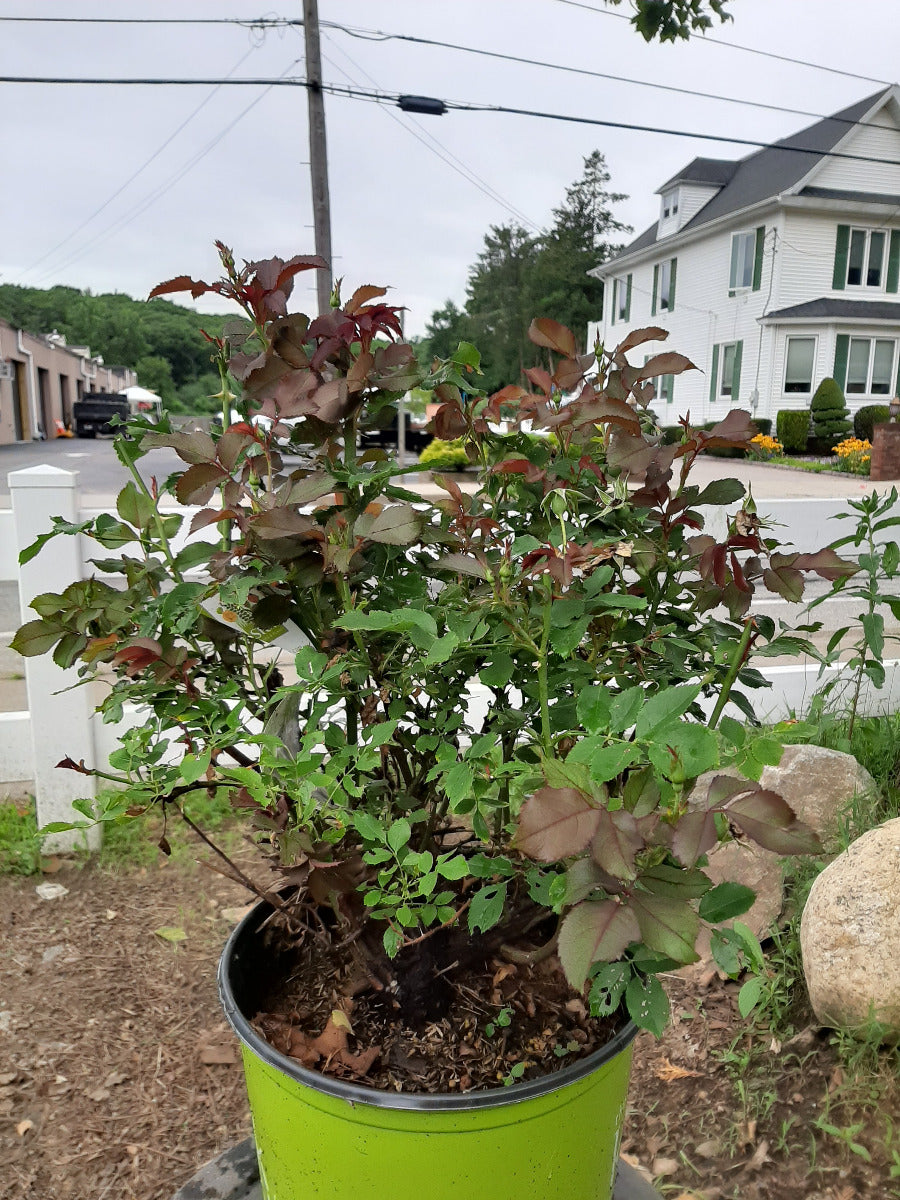 White Knock Out Rose