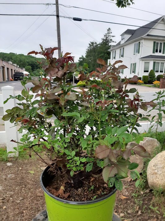 White Knock Out Rose