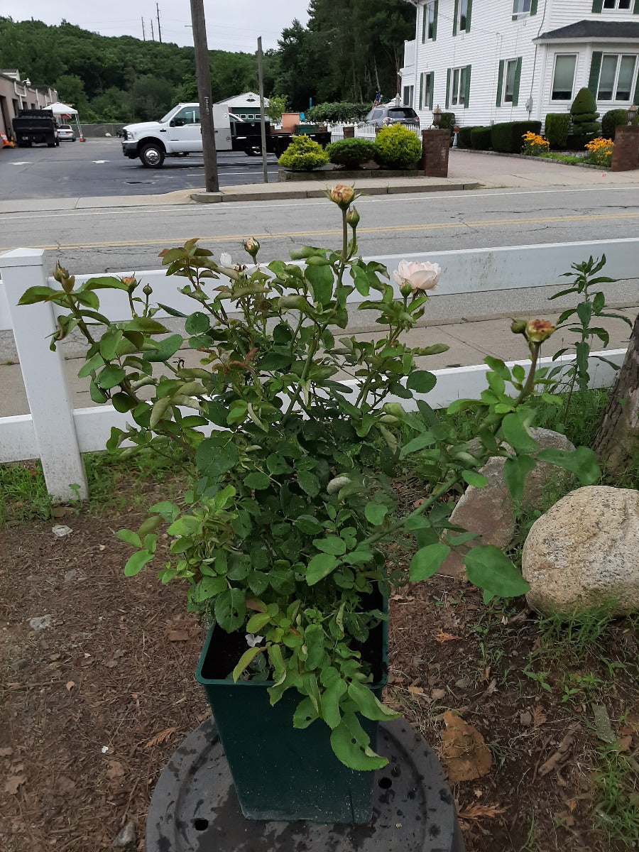 The Lady Gardener Rose
