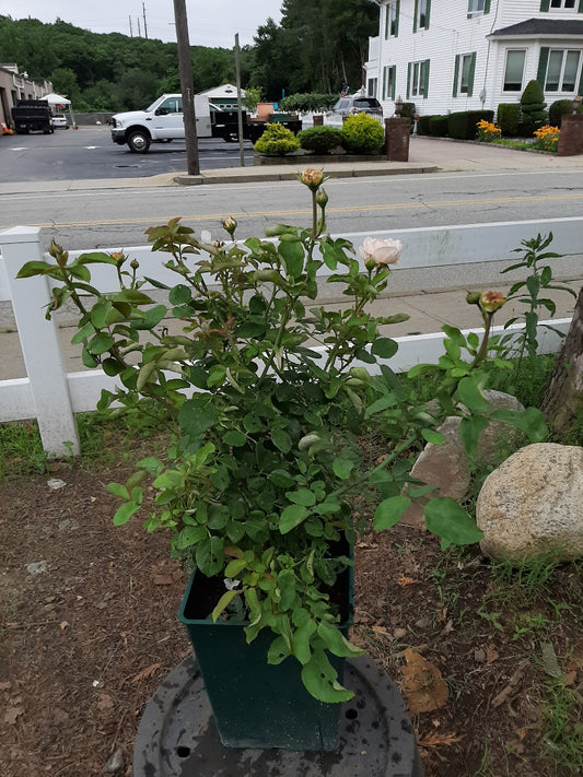 The Lady Gardener Rose
