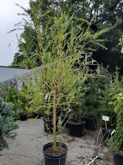 Weeping Willow