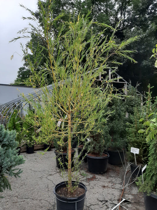 Weeping Willow