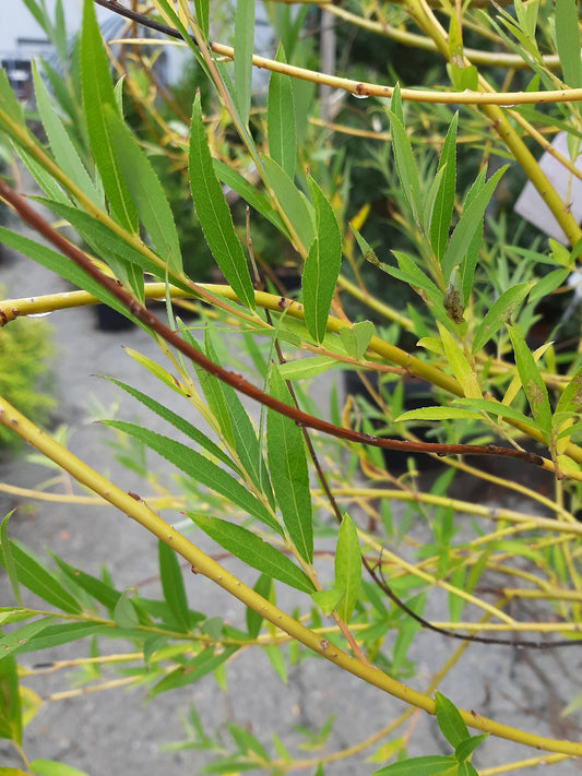 Weeping Willow