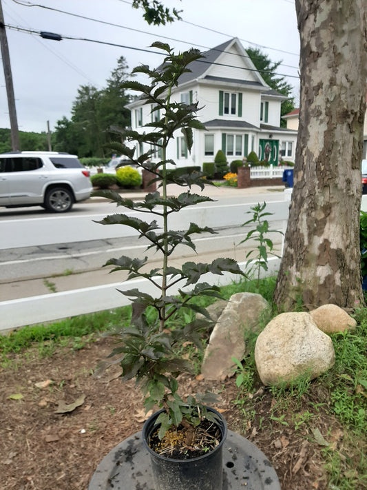 Black Tower Elderberry