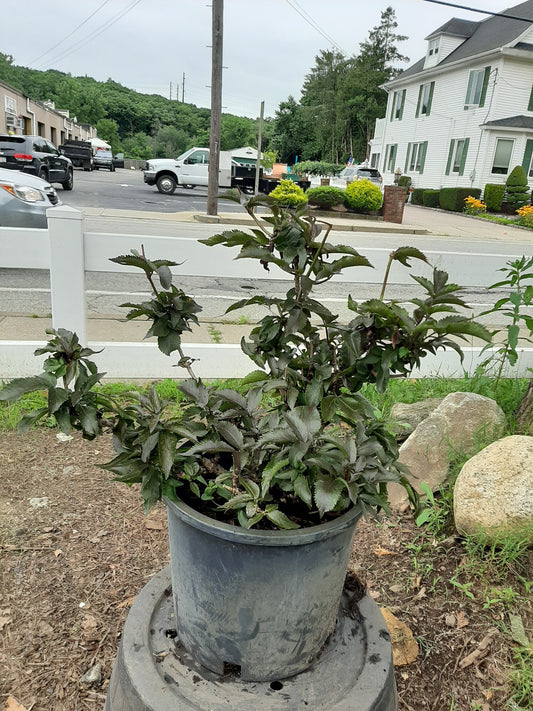 Black Tower Elderberry