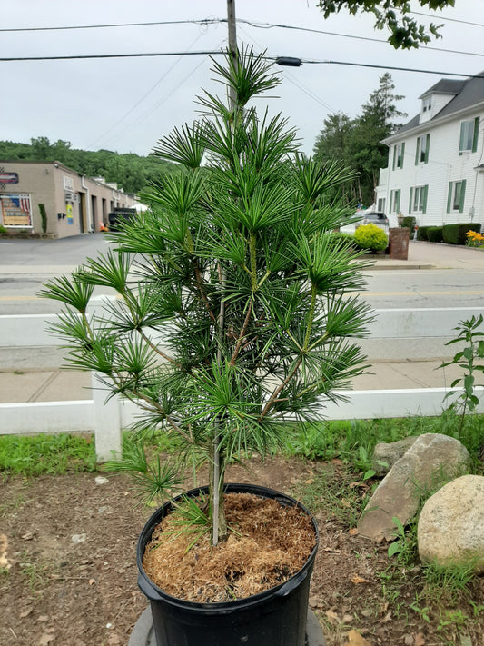 Japanese Umbrella Pine
